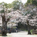 田川市丸山公園の桜（9）～田川地域情報