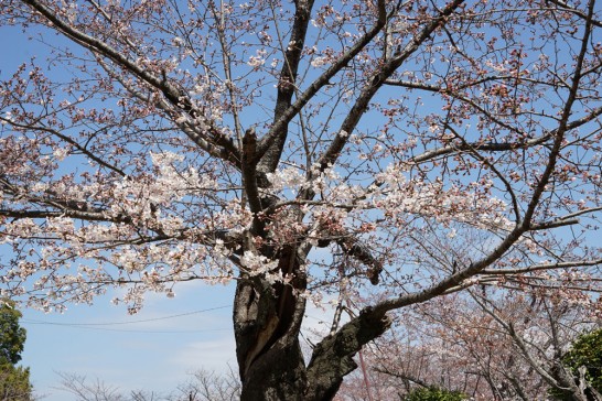 丸山公園の桜2