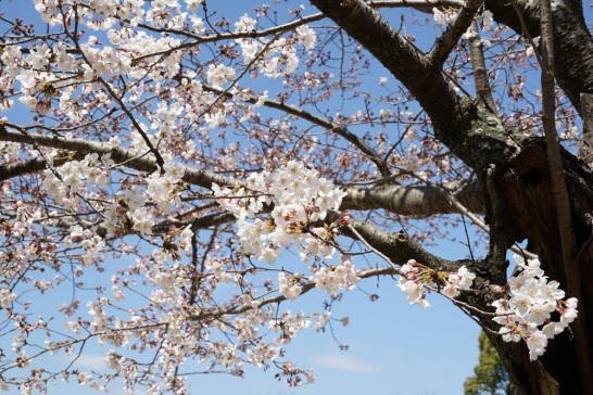 丸山公園の桜3