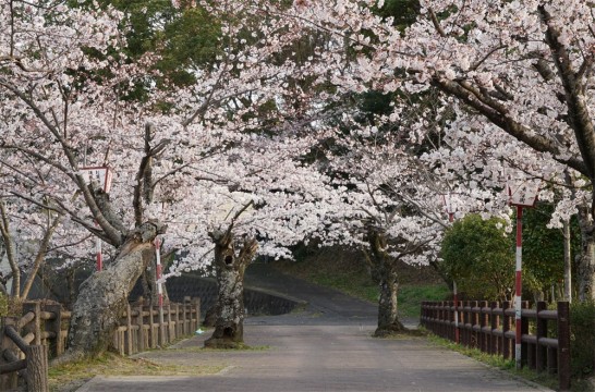 丸山公園桜満開