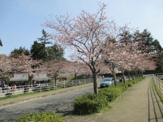 添田公園の桜