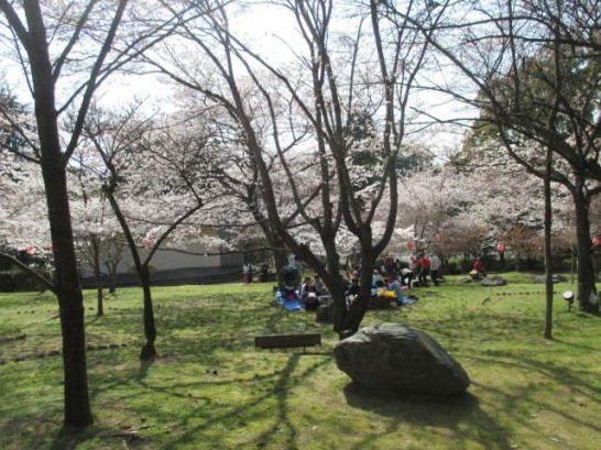 添田公園の桜の様子