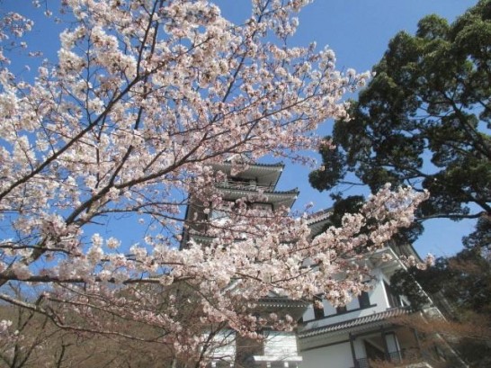添田公園の桜情報