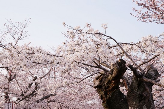 田川市丸山公園の桜