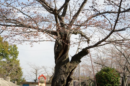 田川市丸山公園桜