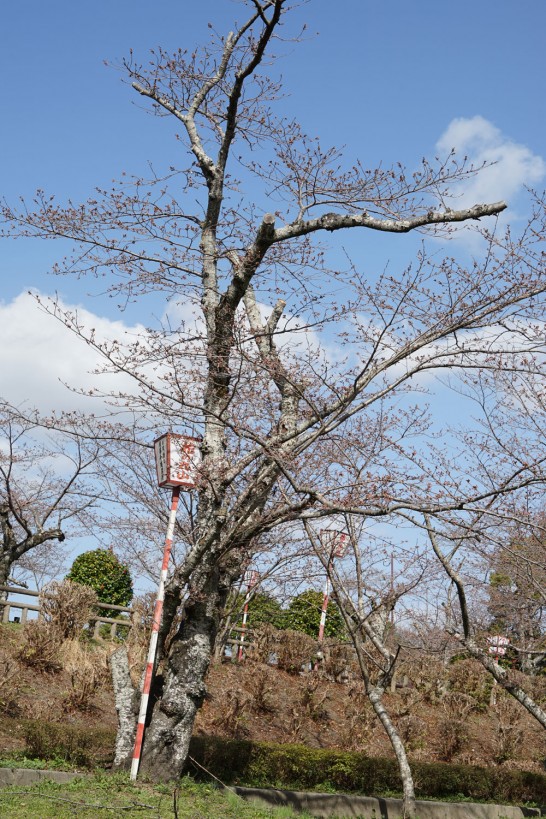 田川市丸山公園桜の開花