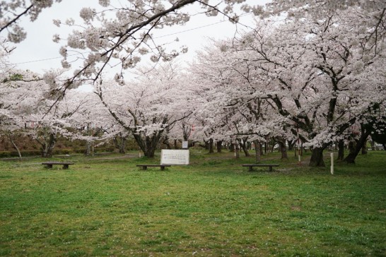 丸山公園桜