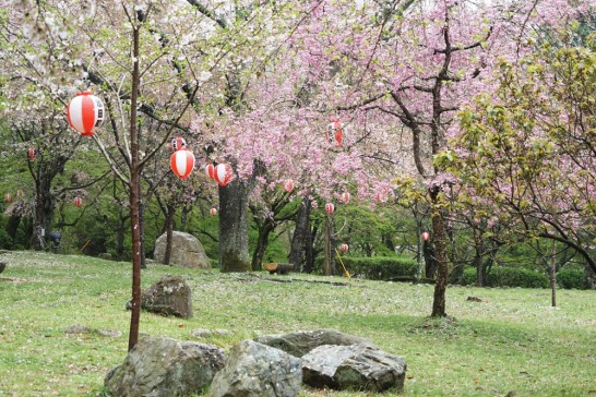 添田公園の桜
